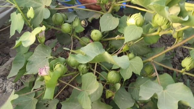 New Cotton Line Tara Group|out Class Cotton Early Mature|zamindar Mahmood Sulhari Chak 11 Sanghar,