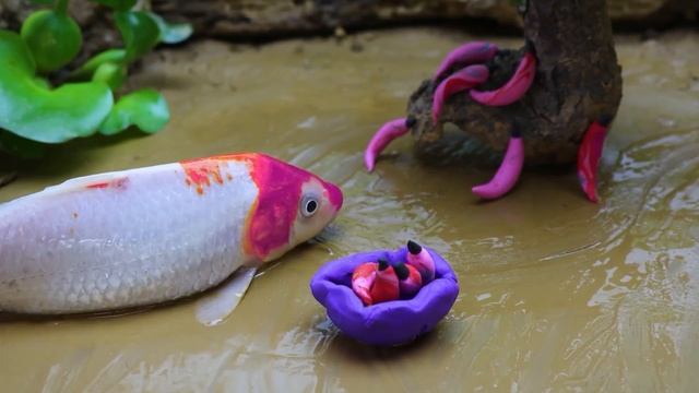 Yellow, Pink And Blue Koi A Fish - Found Eel Most Mud Hiding In Primitive Cooking 4K Cuckoo