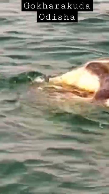 Olive Ridley Turtle | Mating |কচ্ছপের Nestling Point | Gokharakuda | Odisha | Can't Believe? See It