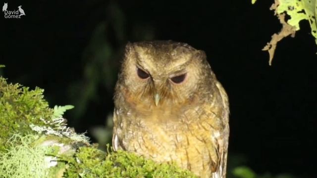 Canto Autillo Pálido, Currucutú Colombiano Megascops Ingens) Colombian Screech-owl