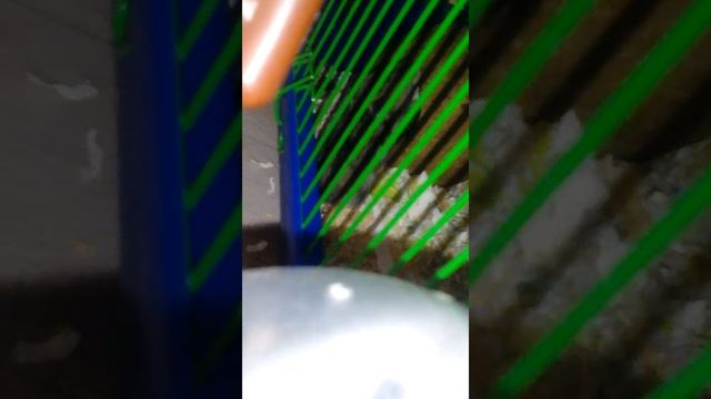 Сказка про хомяков