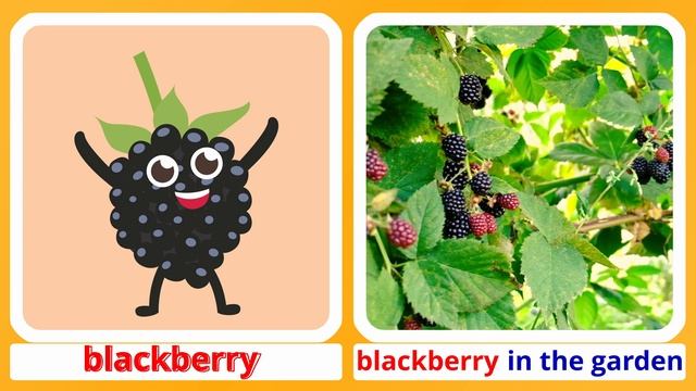 Fruit & Berries 2. Kids Vocabulary. Learn English Cosy & Homy