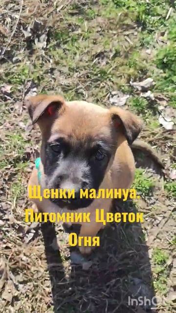 Щенки малинуа Краснодар.
