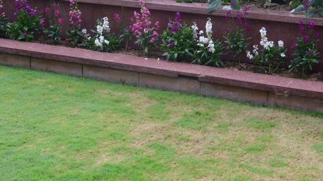 How To Treat & Prevent Lawn Grub Infestation In Your Lawn