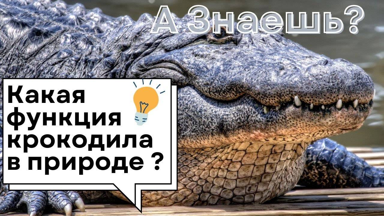 Крокодилы: Тайные Хранители Природы!