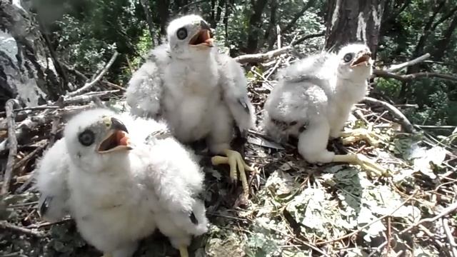 ЯСТРЕБЯТА (GOSHAWK)