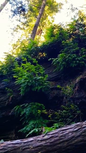 Tallest Tree’s!!.😎🌿 DIY Redwood Sprouts🤯🤟 #shorts #trees #nature #adventure #earthsecret