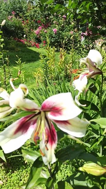 Лилии которые не цветут из-за майских морозов.