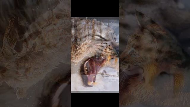 РЫСЬ -бесстрашный Охотник