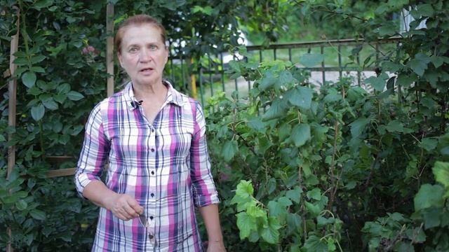 Смородина догляд після плодоношення