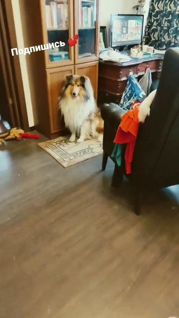 #животные #колли #видеопроживотных #порода #прособак #собаки #всеопороде #собака #приколы