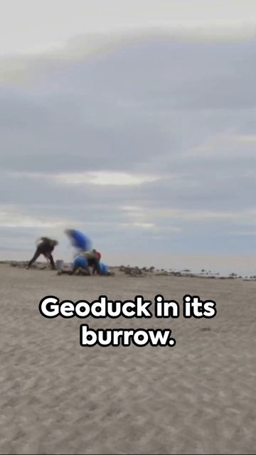 Geoduck: Monster Clams Of The Northwest!   #adventure   #foraging  #clamming