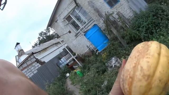 Своя дыня, вкусная наверное