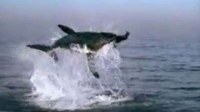 Shark Attack