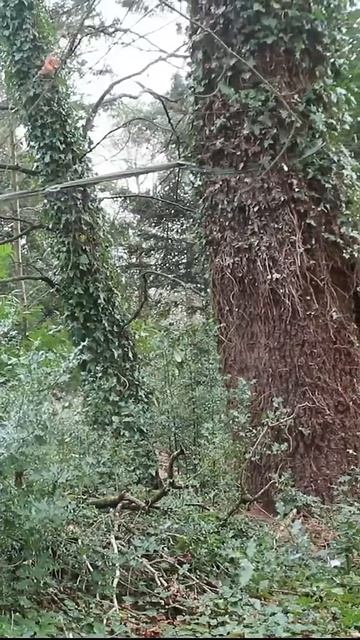 Felling An Oak Tree, #shortvideo #tree #oak #felling