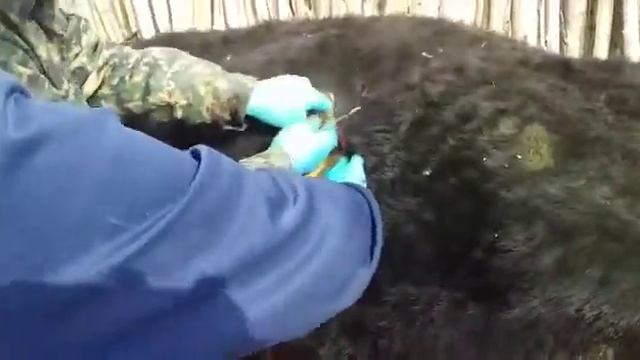 Сиырға операция жасау2бөлім