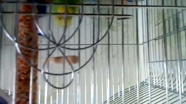 Попугай Катя 4 месяца