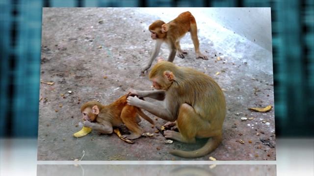 Social Rank Linked To Immune System Changes In Monkeys