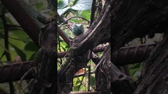 Мы поехали на дачу.Впервые нам так близко удалось увидеть ящерицу. Реакция -бесценна🤣