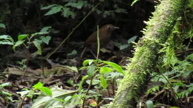 Endemic Brown-banded Antpitta - Grallaria Milleri Feeding - Rio Blanco, C Andes