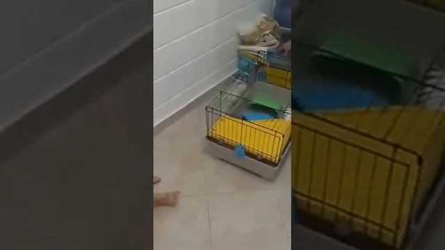 У нас поселился кролик  Израиль