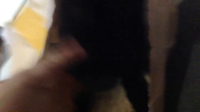 Шедоу и пакет от ,,Магдонольдс''