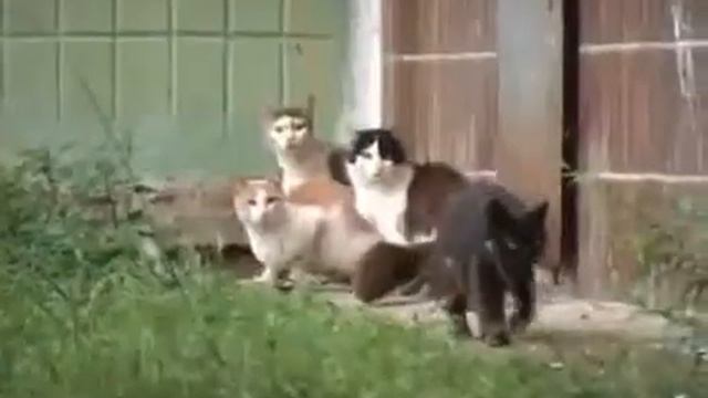 Копия видео Крыса против стаи котов Home-pet.ru.flv