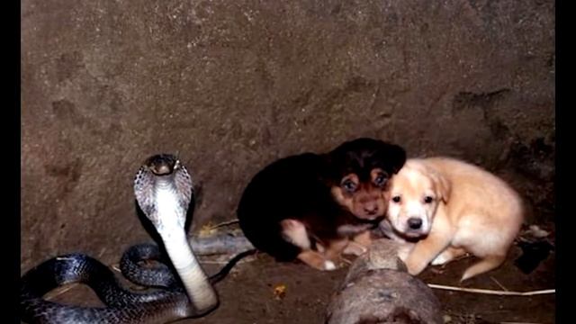 Два щенка упали в яму с королевской коброй!