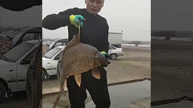 Katta Sazan Ushlandi Baliq Ovi Avjida // Baliq Ovi Yangi Sezon