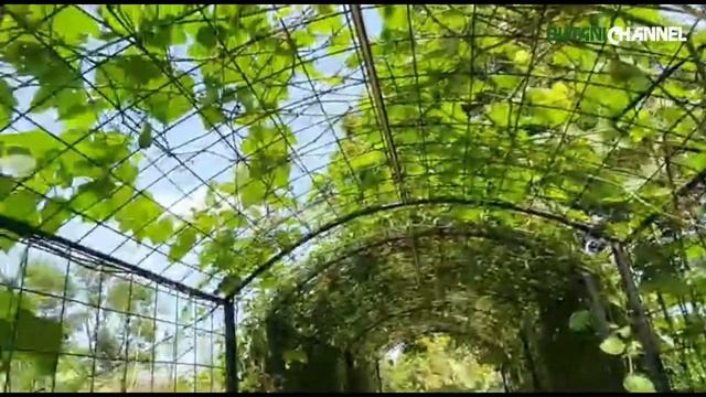 Ide Kreasi Menanam Labu Siam