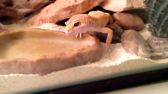 Feeding My Leopard Gecko Dried Mealworms