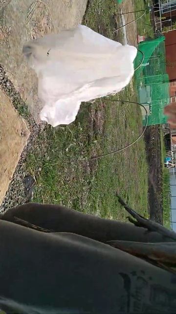 Отпускаю фазана на волю последнего из выводка