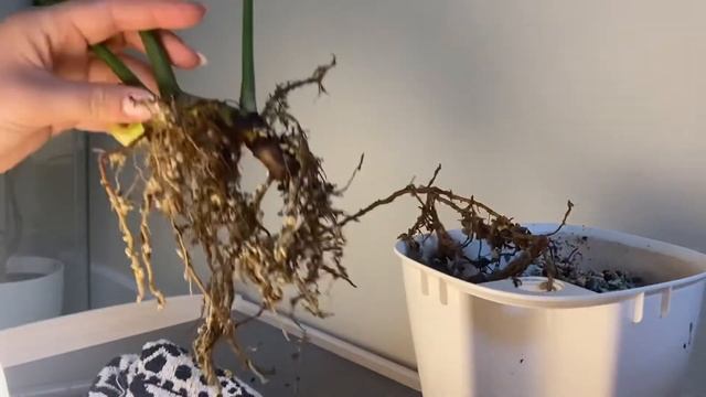 Propagate My Philodendron Gloriosum With Me!