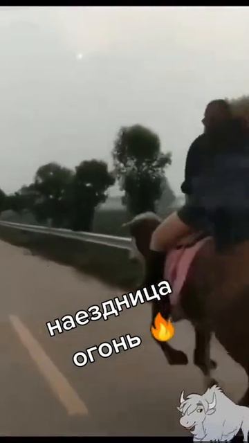 настоящий наездник должен уметь скакать на всем