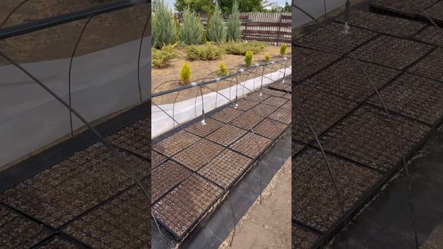 Работаем над созданием питомника хвойных растений. Сеем сосну горную.