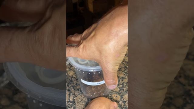 Psalmopoeus Pulcher, Carabeana Versicolor Feeding And Watering. GBB Credit Too