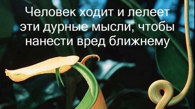 SAI BABA :: МЫСЛЬ