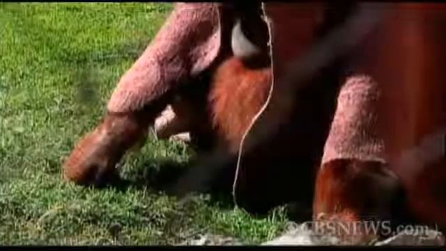 Orangutan's Keep Warm Under Blankets