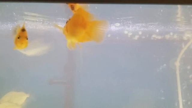 Red Blood Parrot Cichlid Fish And Music
