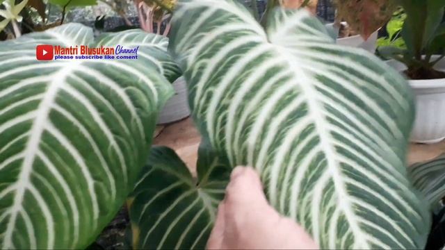 Antasoma Lindeni Dan Harganya |keladi Hias | Price Of Antasoma Lindeni | Indonesia Market Plants |