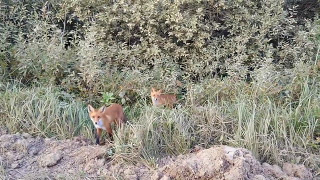 Любопытные лисы