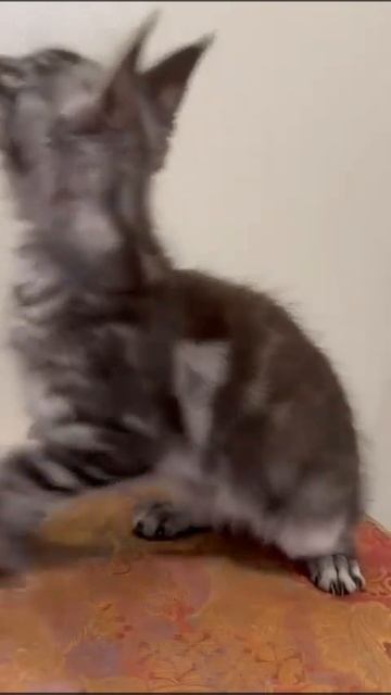 Котёнок Мейн Кун ( Продажа)