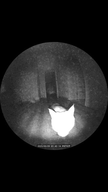 Скрытая камера. Мышь