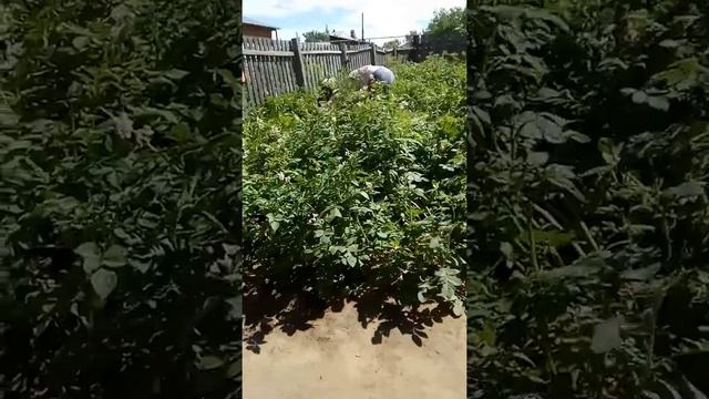 Бесплатная уборка травы