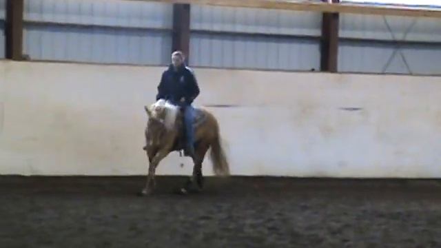 Frank N Smart 3 Year Old Gelding  For Sale 10,000