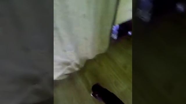 Кошачий дартс.