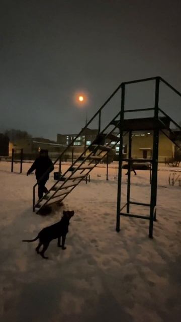 Тренировка собаки шипперке зима площадка мои вечера Dog Training Schipperke Winter Play My Evenings
