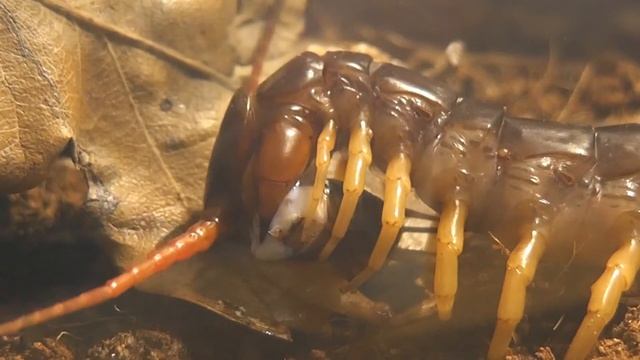 Scolopendra Subspinipes Eating Cricket