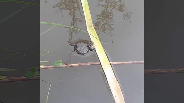 Чудовище которое издает странные звуки в болоте.