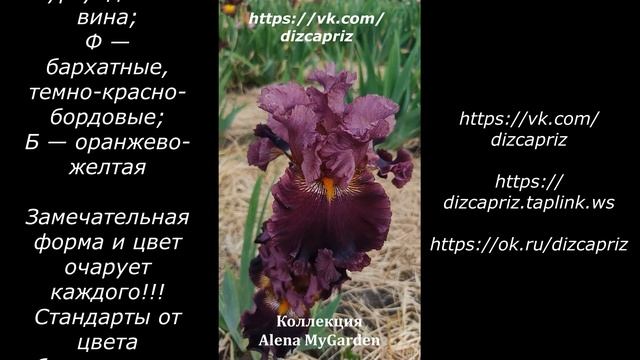 ИРИС BUCCANEERS PRIZE  #ирисы #клематисы #лилейники